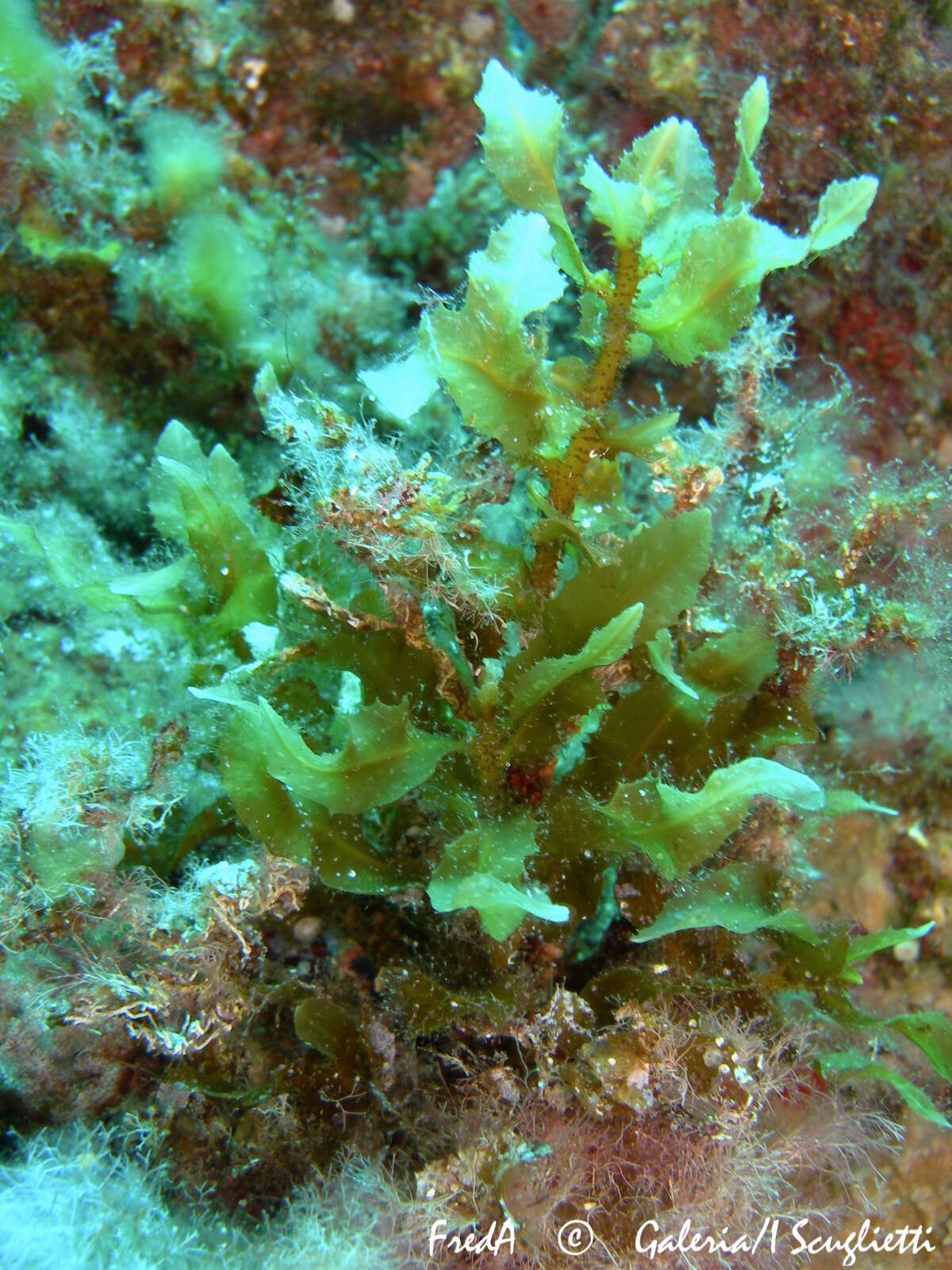 Image of Sargassum vulgare