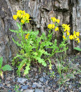 Plancia ëd Senecio leucanthemifolius subsp. caucasicus (DC.) Greuter