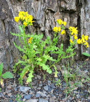 Plancia ëd Senecio leucanthemifolius subsp. caucasicus (DC.) Greuter