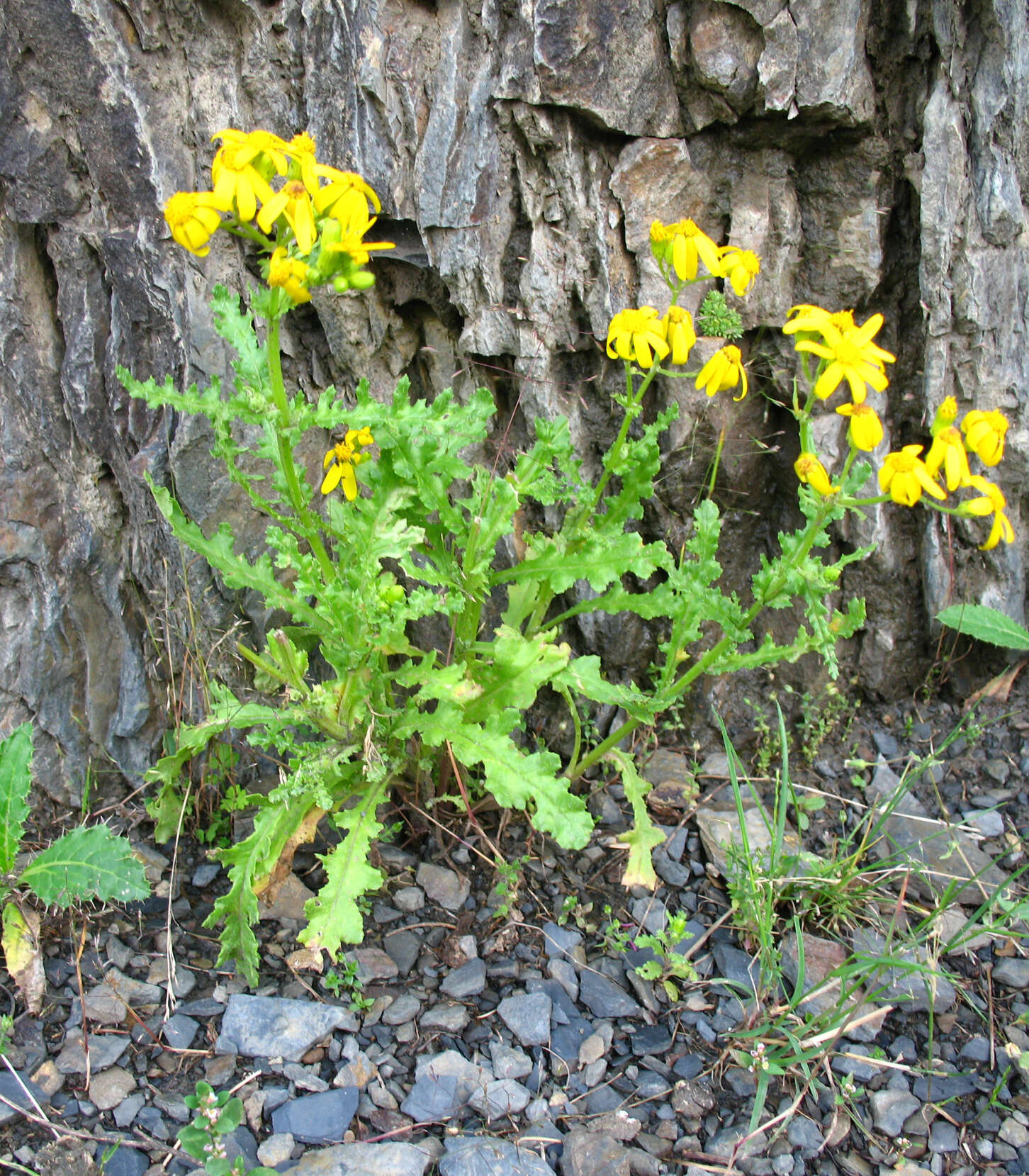 Plancia ëd Senecio leucanthemifolius subsp. caucasicus (DC.) Greuter