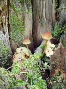 Image of Mycena viridimarginata P. Karst. 1892