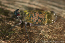 Image of Enchophora sanguinea Distant 1887