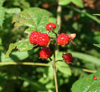 Слика од Rubus crataegifolius Bunge