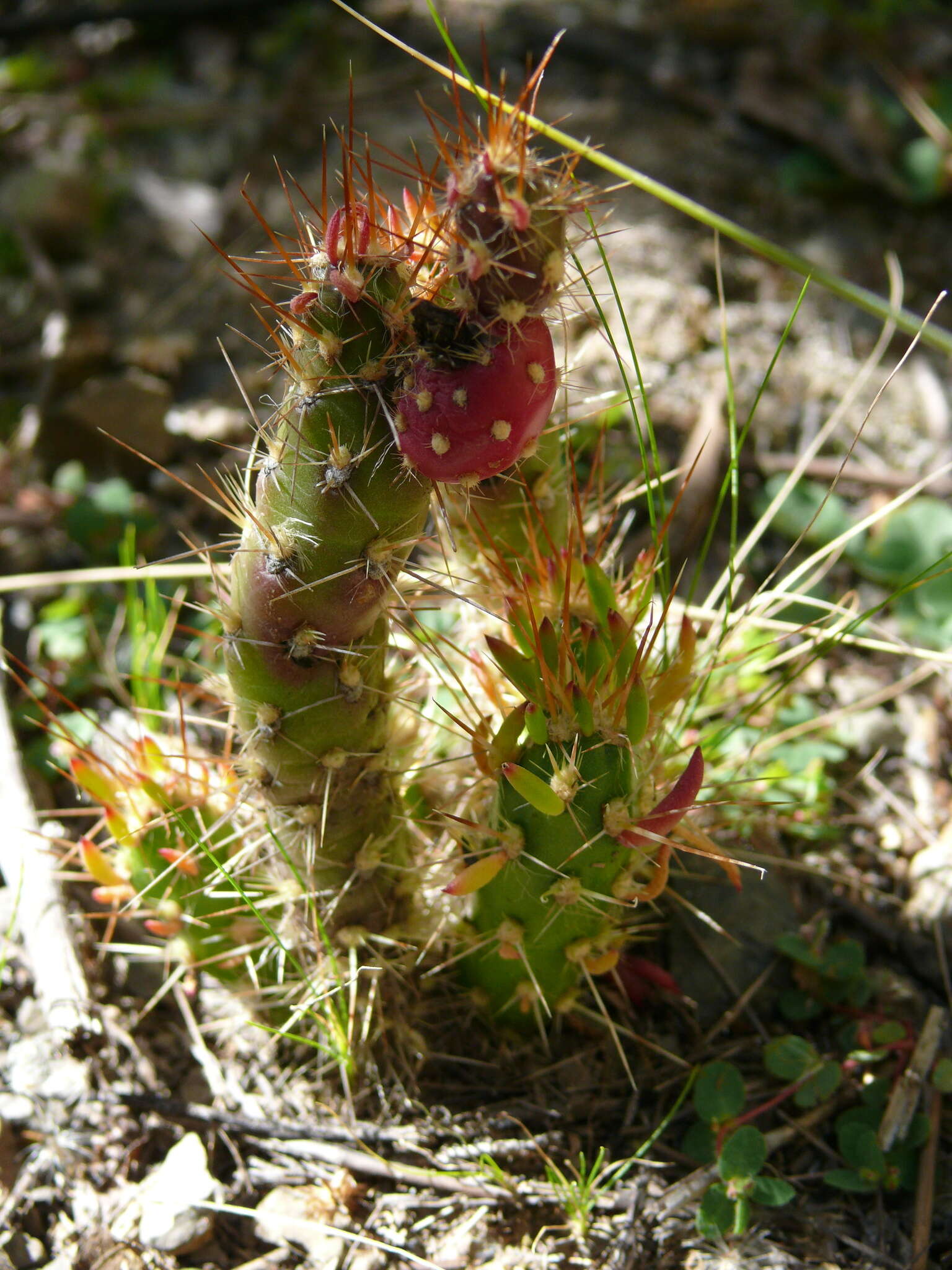 Image of Austrocylindropuntia shaferi (Britton & Rose) Backeb.