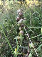 Image of late-flowering yellow rattle