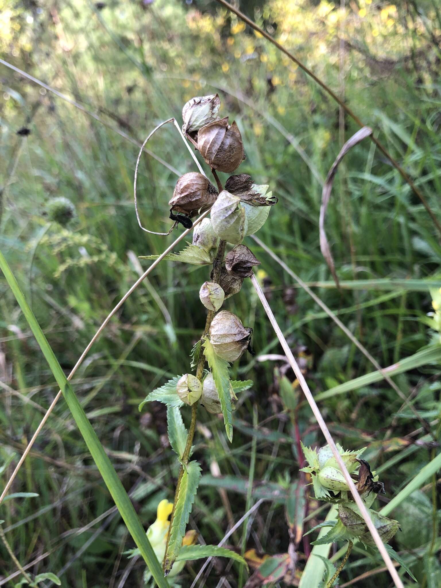 Image of late-flowering yellow rattle