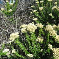 Image of Strandveld Blombush