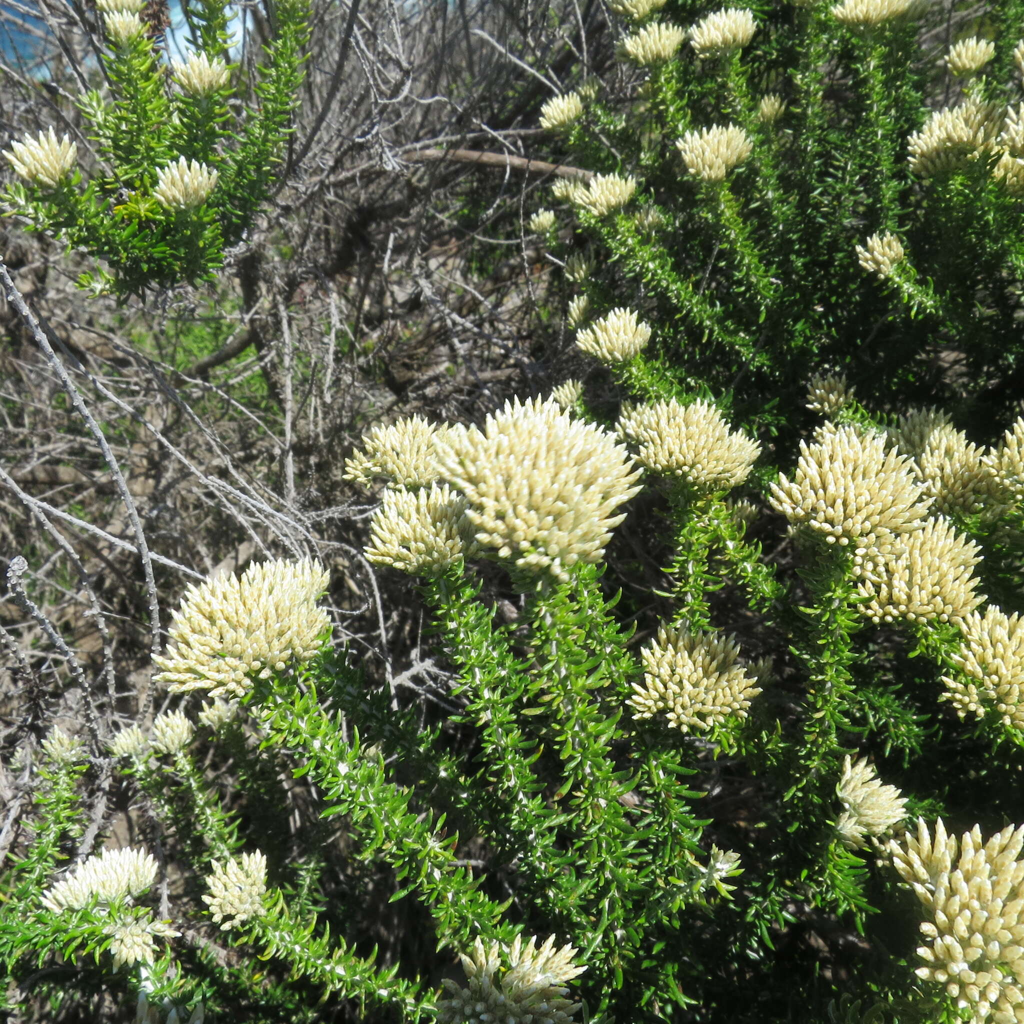 Image of Strandveld Blombush