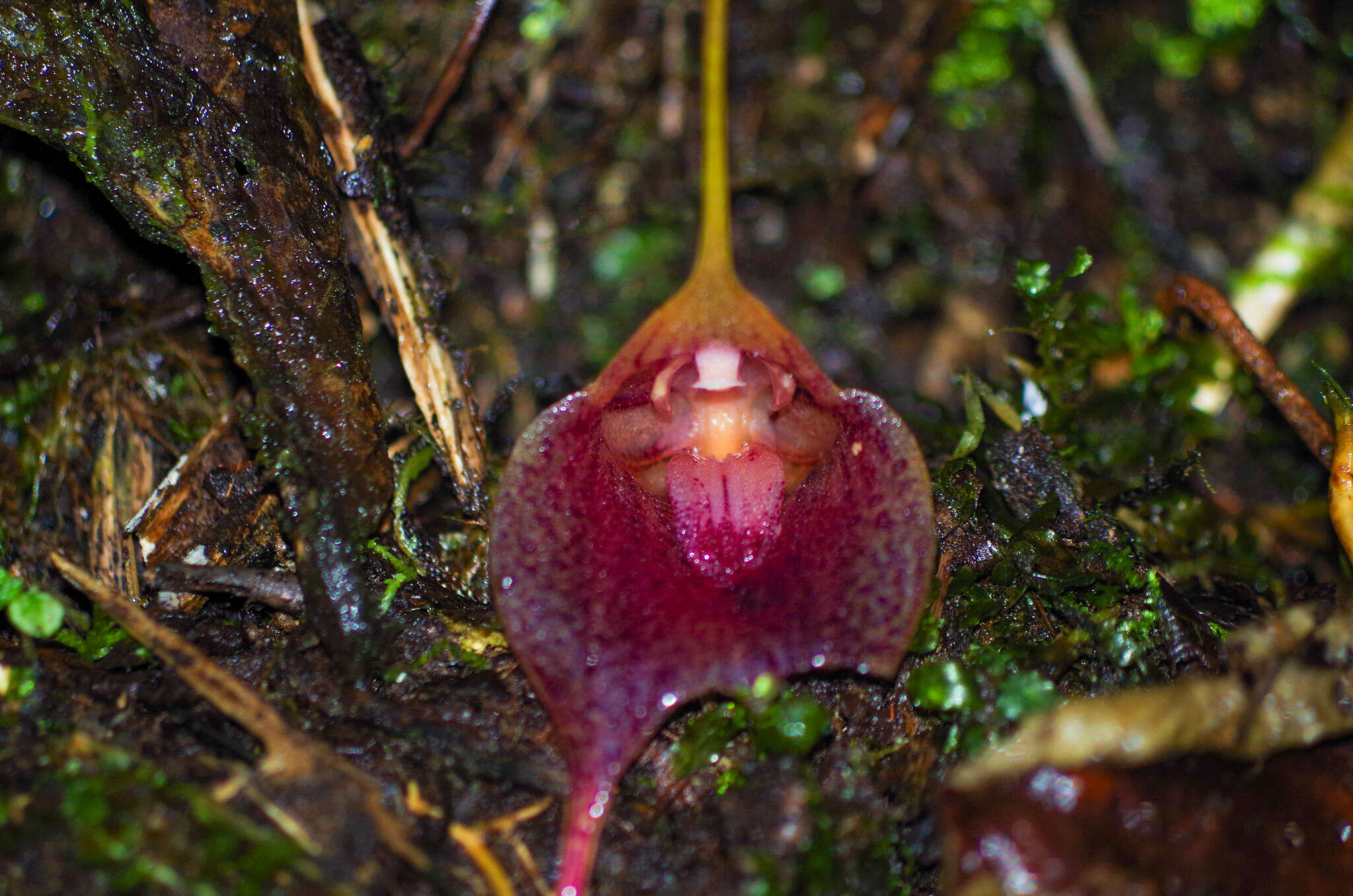 Imagem de Masdevallia angulata Rchb. fil.