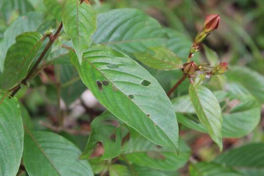 Image of Mussaenda elegans Schumach. & Thonn.