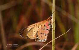 Image of Acraea caldarena Hewitson 1877