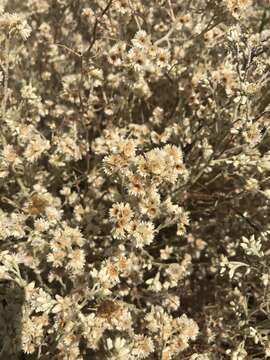 Image of Wright's cudweed