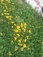 Image of Narrow-leaved Bird's-foot-trefoil