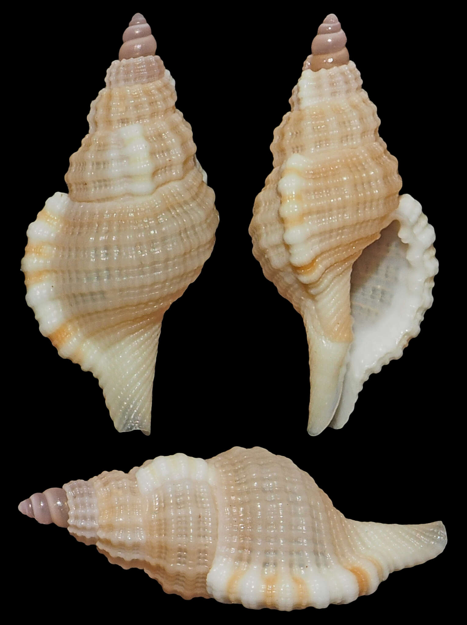 Image of Monoplex gemmatus (Reeve 1844)