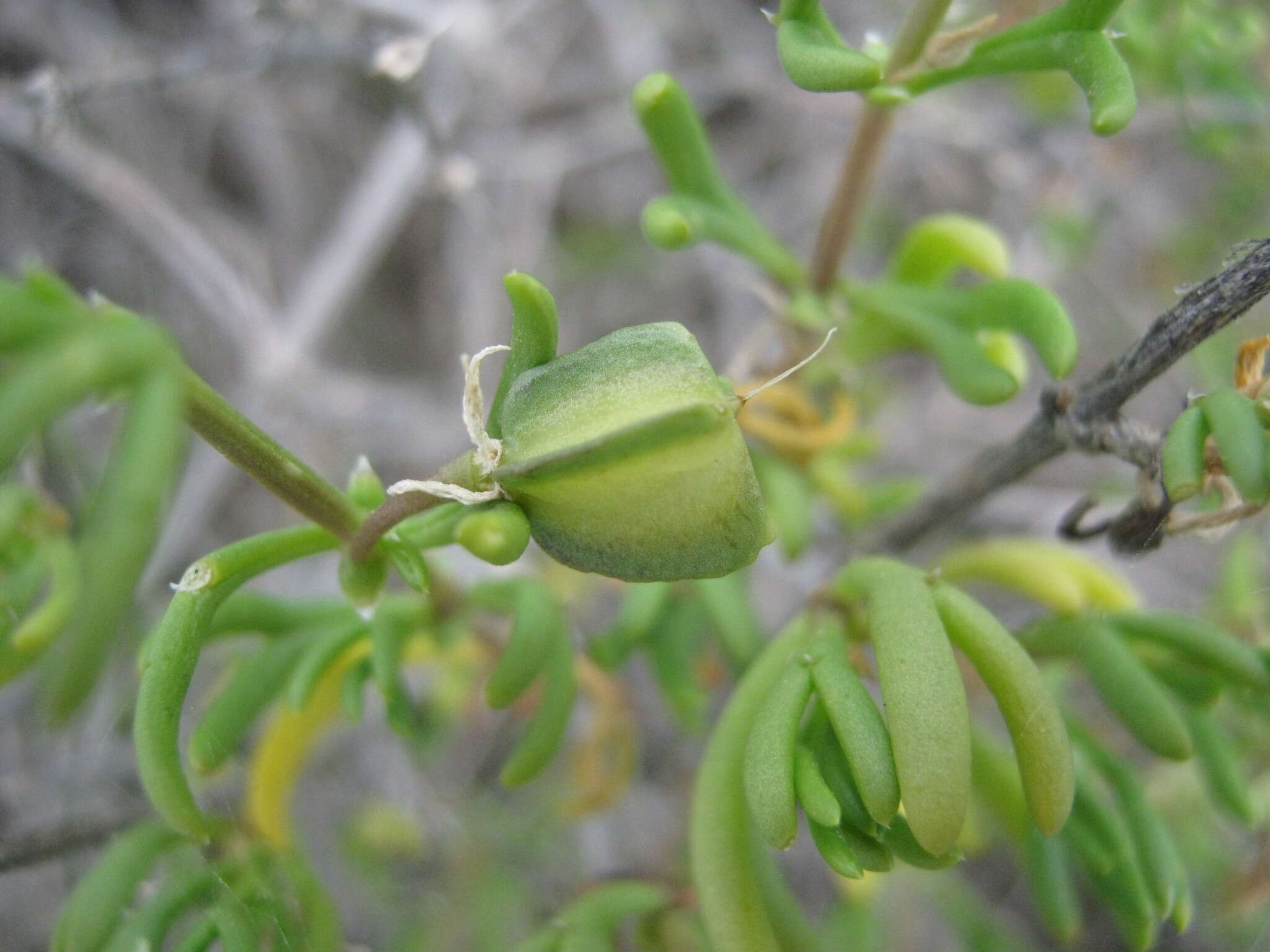 Image of Roepera confluens (H. Eichler) Beier & Thulin