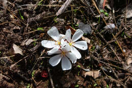 Image of Drosera rosulata Lehm.