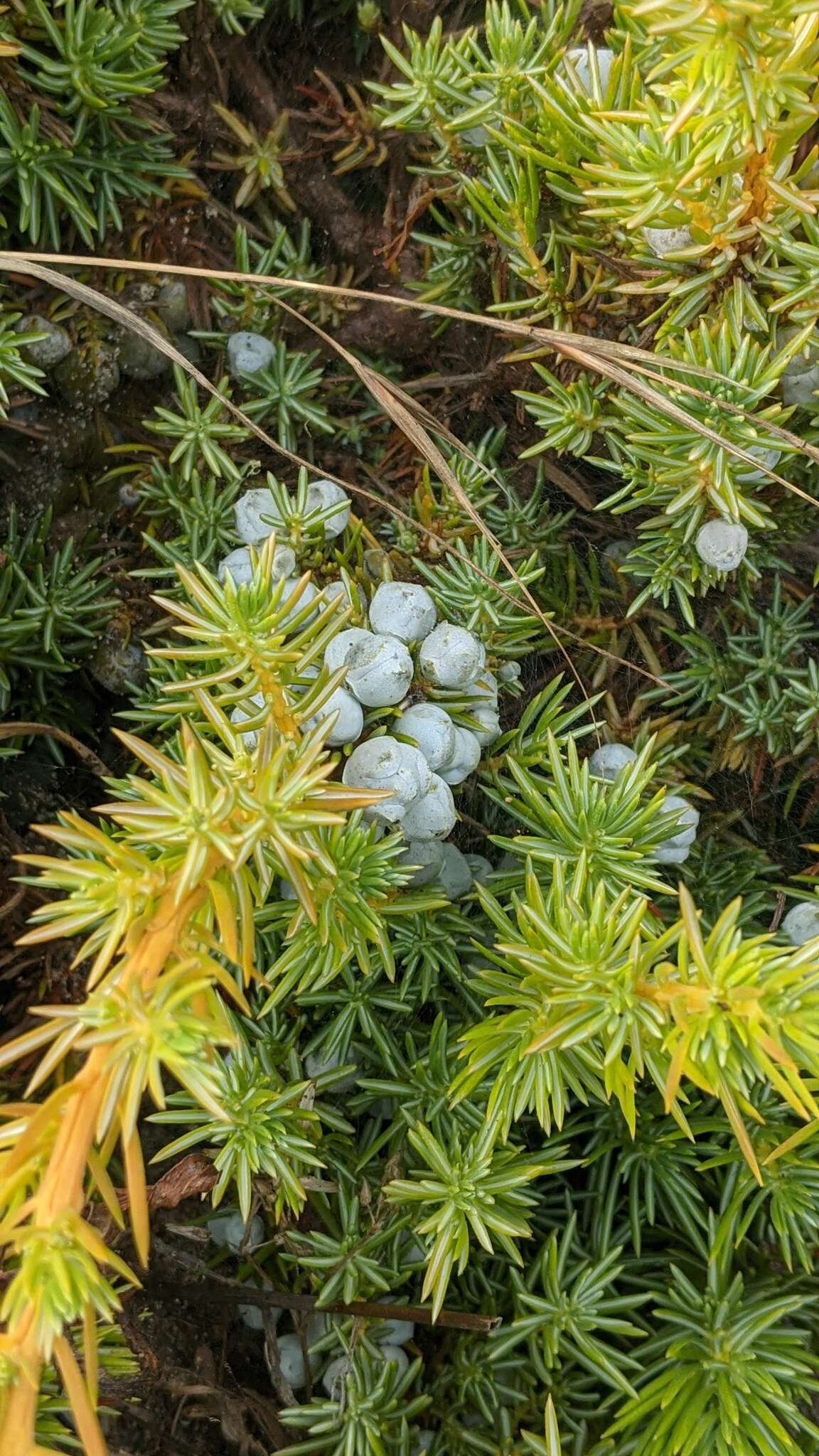 Juniperus rigida subsp. conferta (Parl.) Kitam. resmi