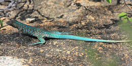 Image of Aruba Whiptail