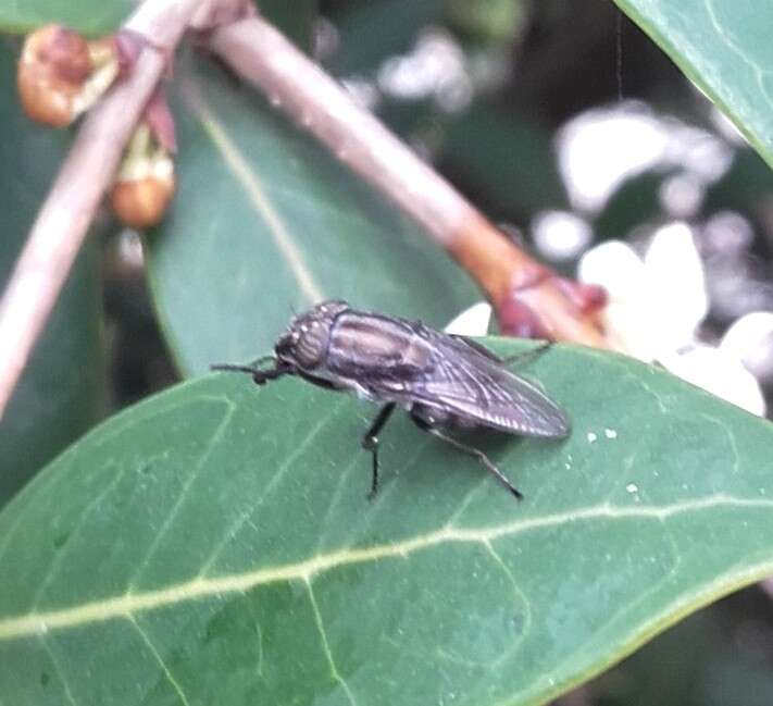 Stomorhina lunata (Fabricius 1805) resmi