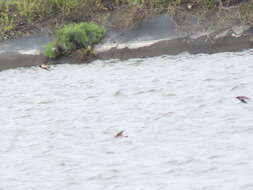 Image of Grey-throated Martin