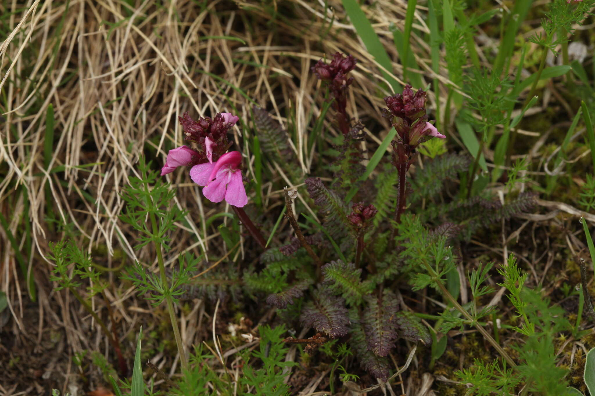 Image de Pedicularis nordmanniana Bunge