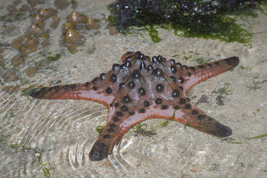 Image of chocolate chip sea star