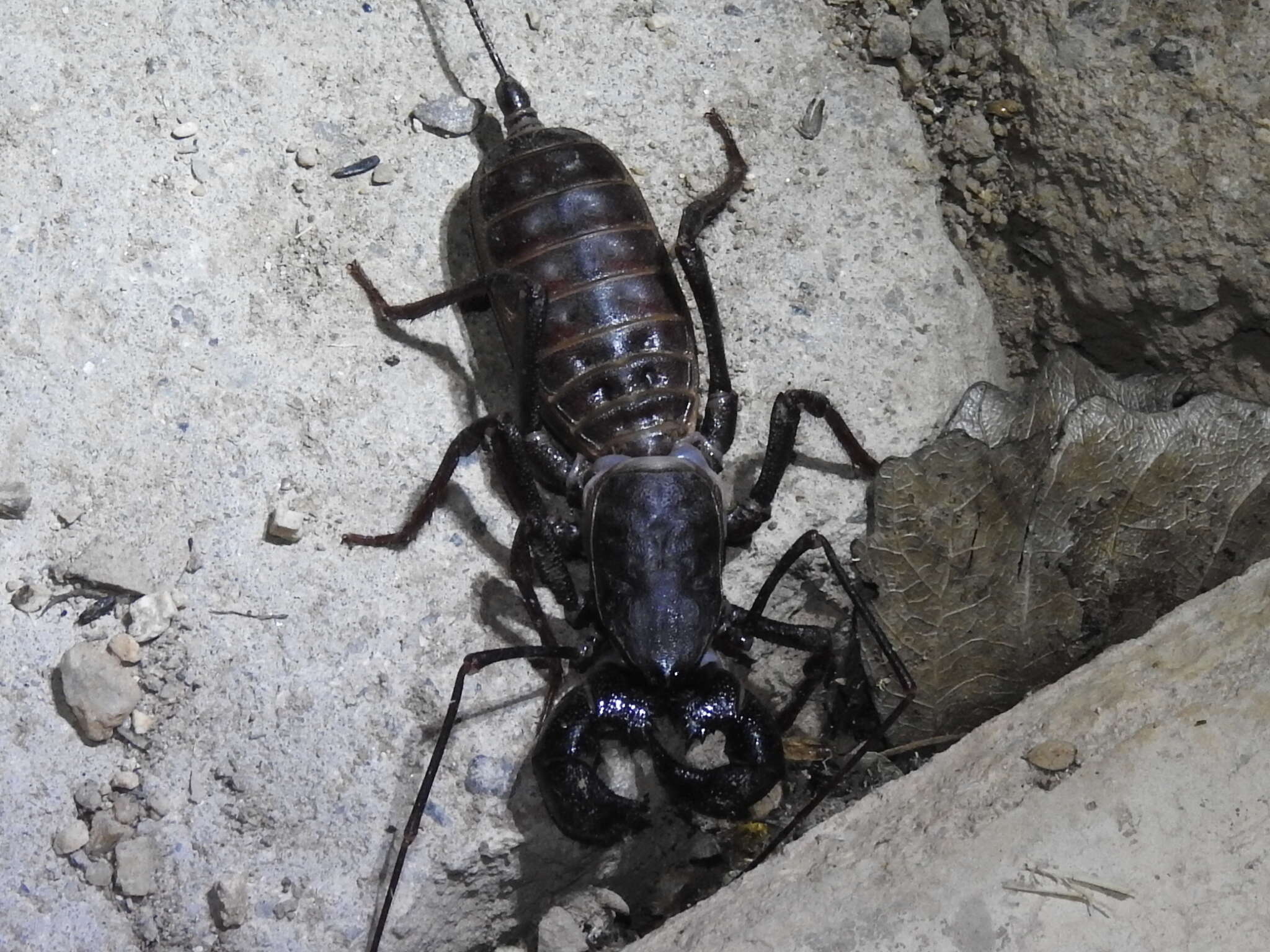 Image of Mastigoproctus tohono Barrales-Alcalá, Francke & Prendini 2018