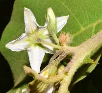 Solanum diversifolium Schltdl.的圖片