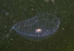 Image of 12-tentacle parasitic anemone