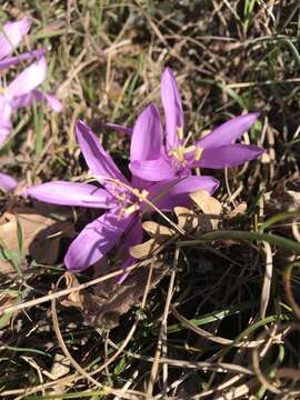 Image of Colchicum bulbocodium Ker Gawl.