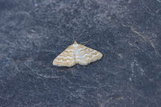 Image of Idaea sericeata