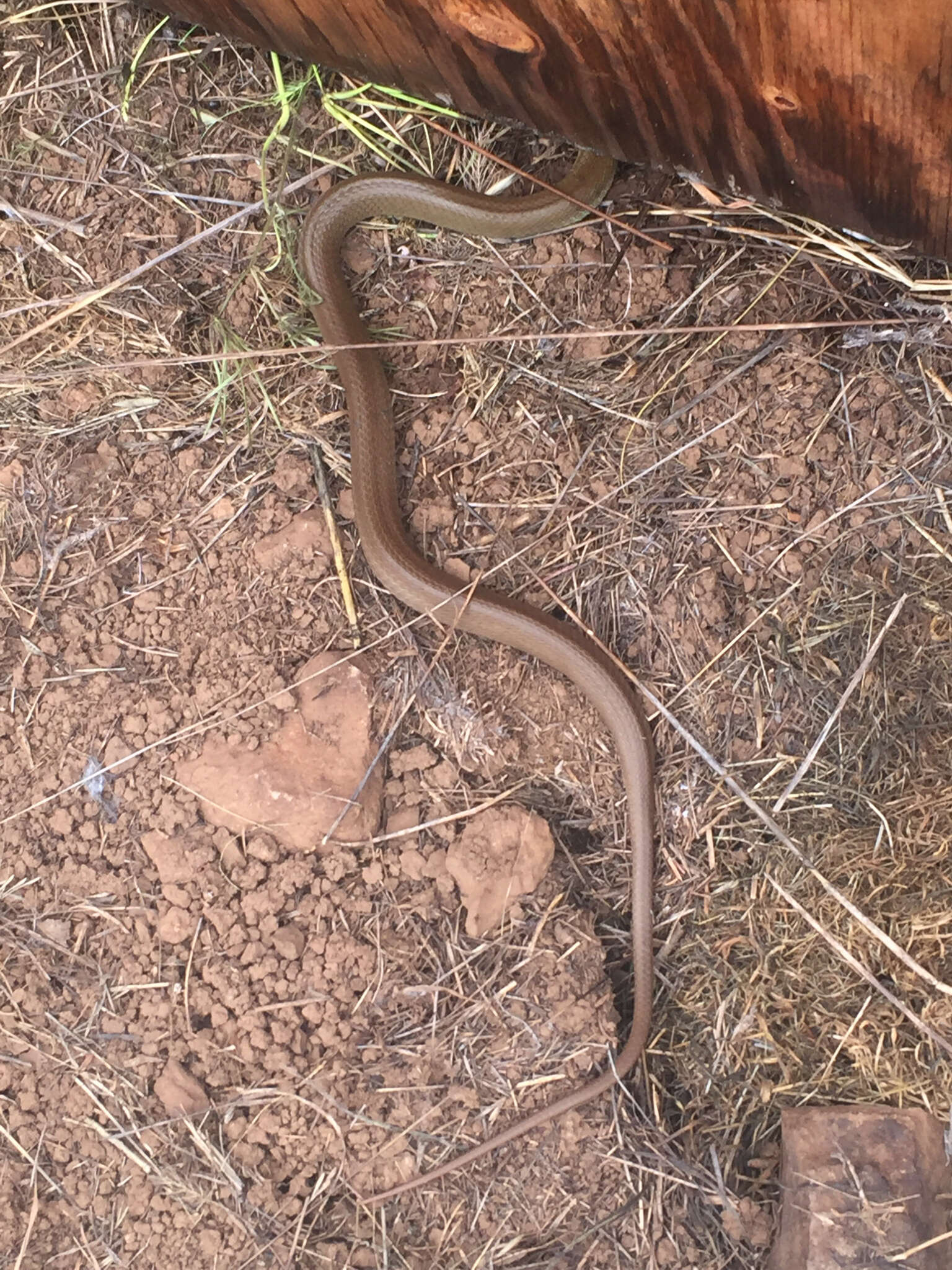 Image of Western yellow-bellied Racer