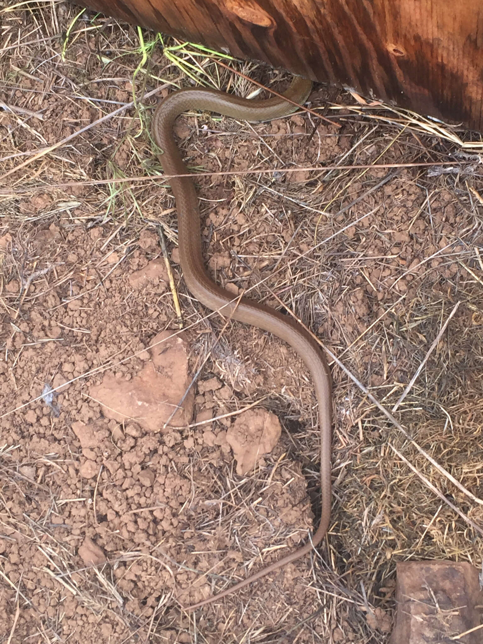 Sivun Coluber constrictor mormon Baird & Girard 1852 kuva