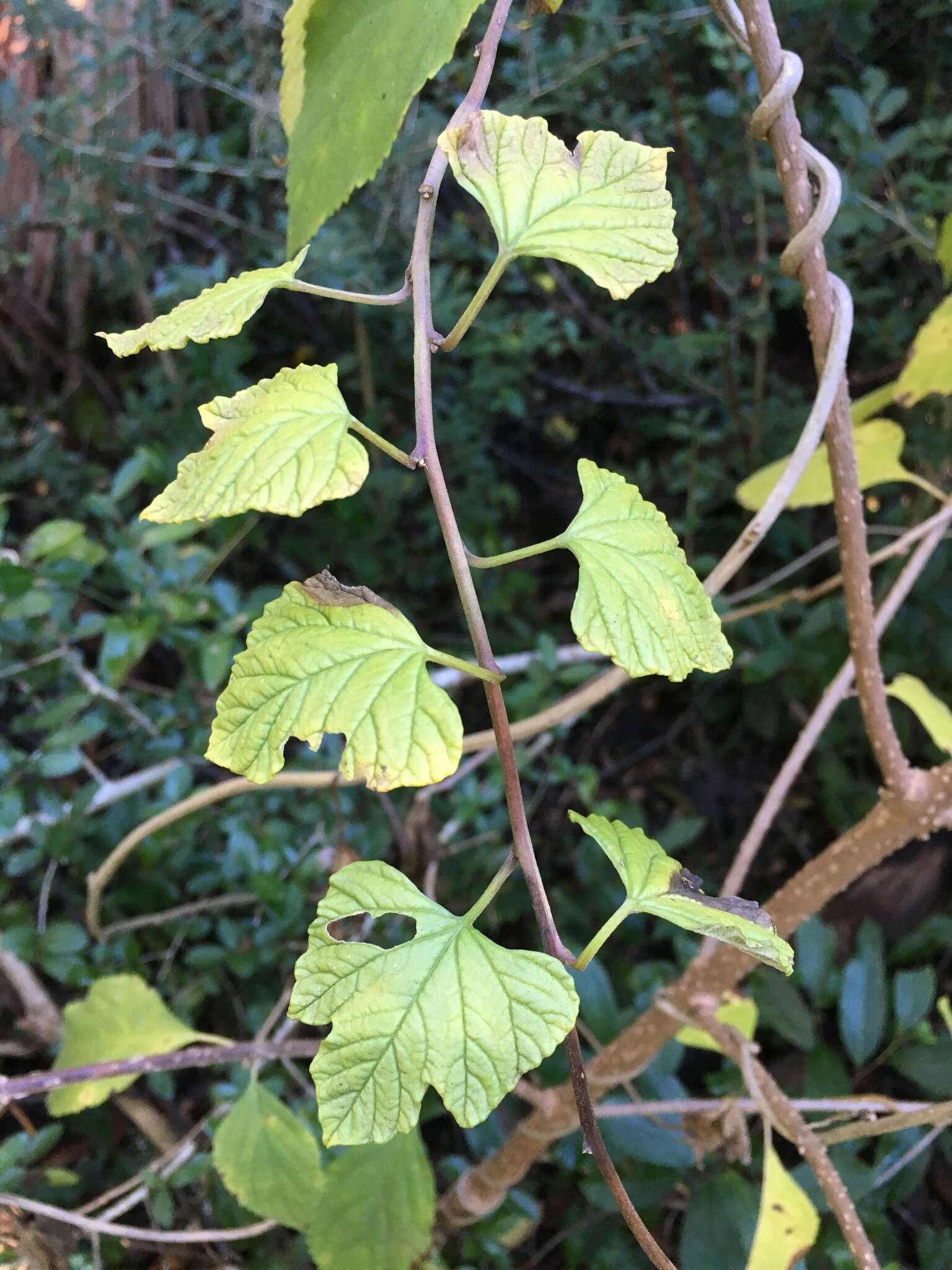 Image of largeroot morning-glory