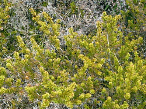 Image of Needle-leaved Totara