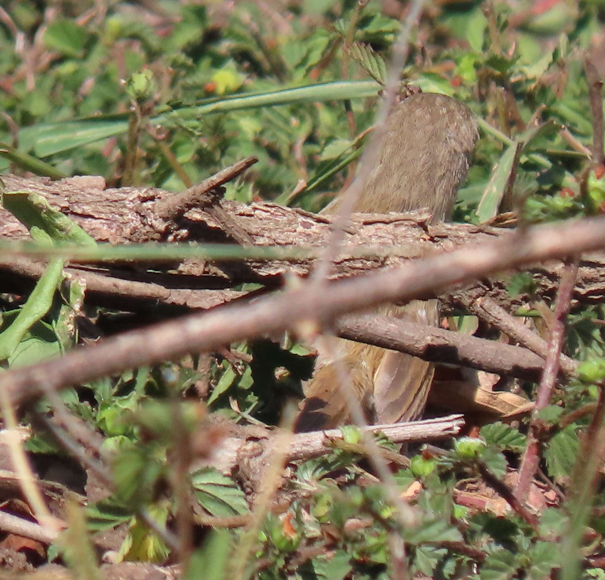 Image of Prinia subflava affinis (Smith & A 1843)