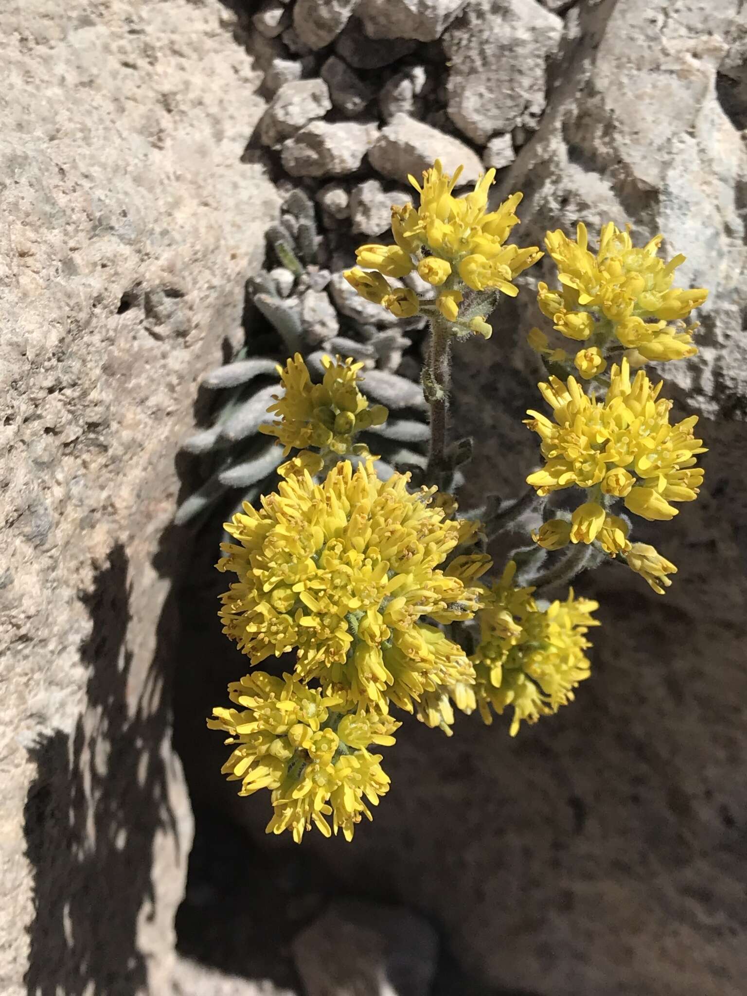 Image of Mt. Lassen draba