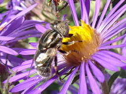 Imagem de Eristalinus aeneus (Scopoli 1763)