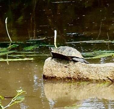 Image of Melanochelys