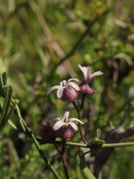 Image of Diplolepis geminiflora (Decne.) Liede & Rapini