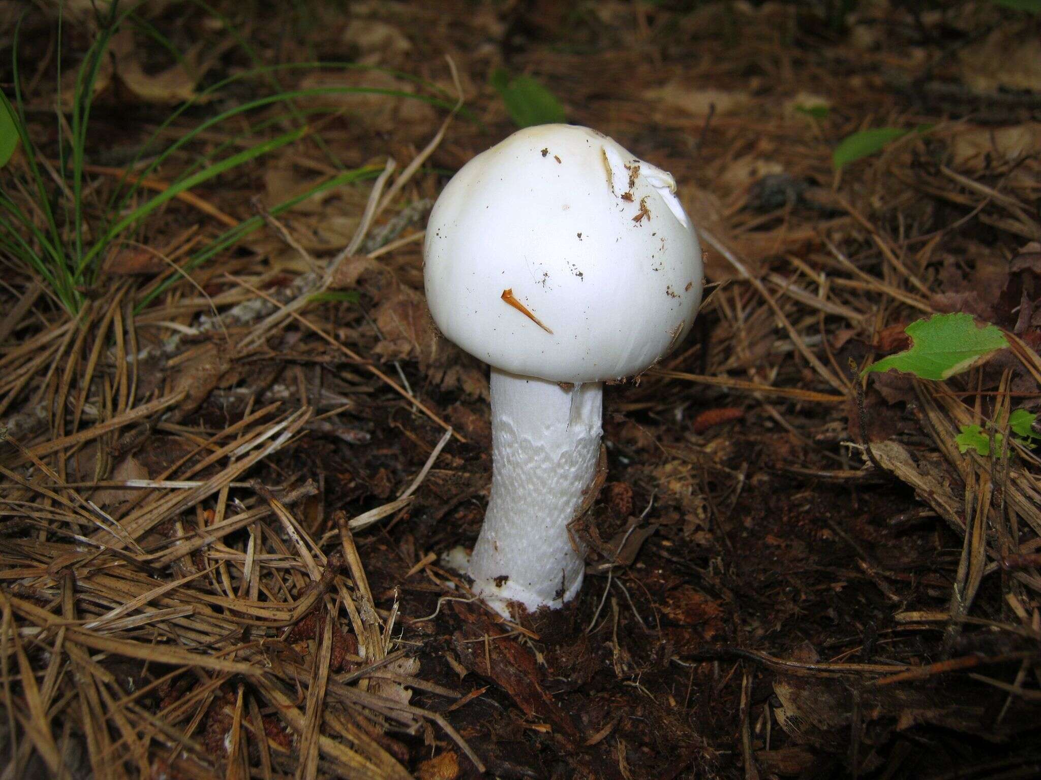 Image of Amanita bisporigera G. F. Atk. 1906