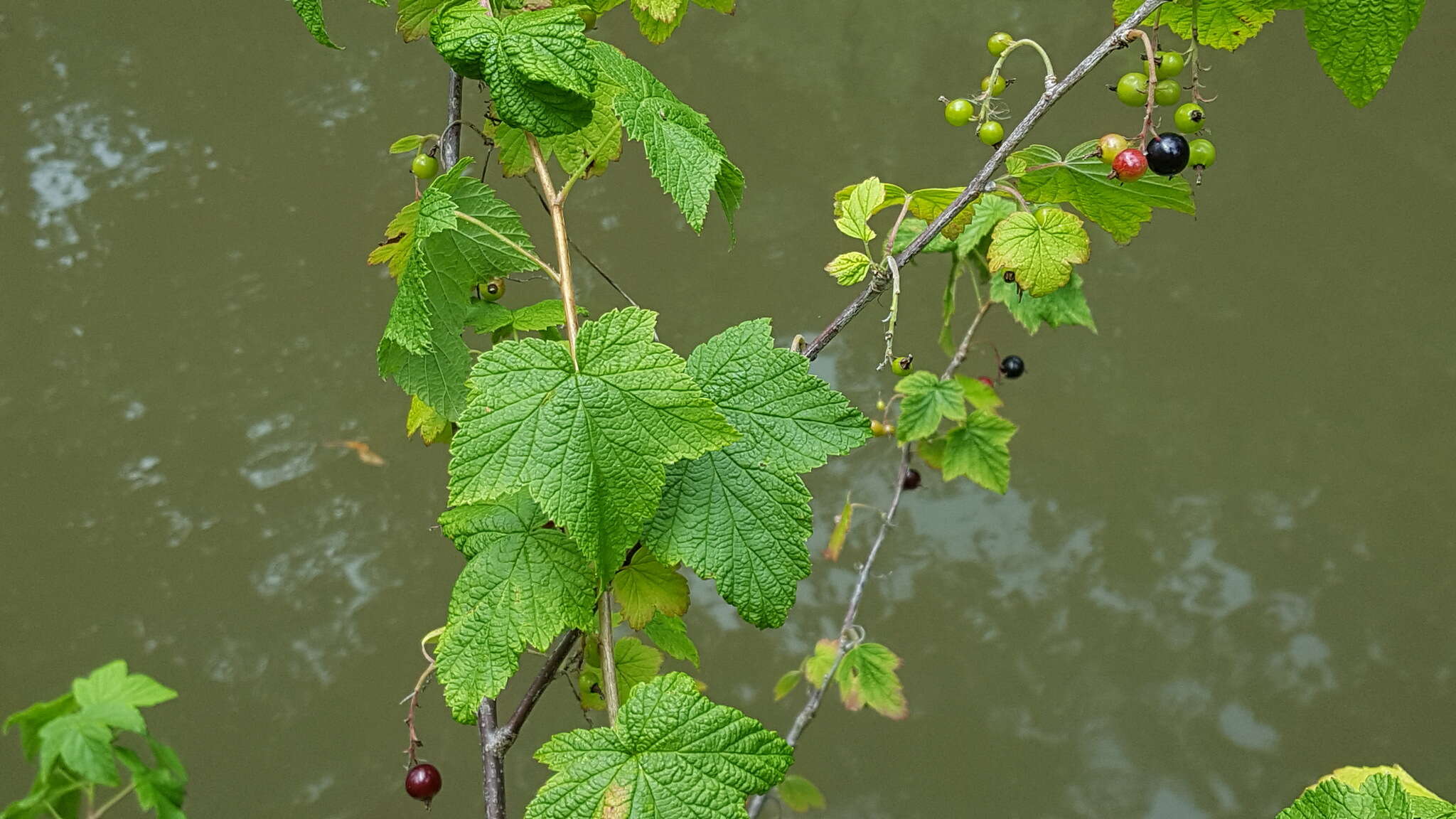 Image of American black currant