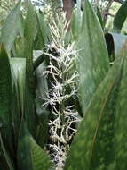 Image of sansevieria