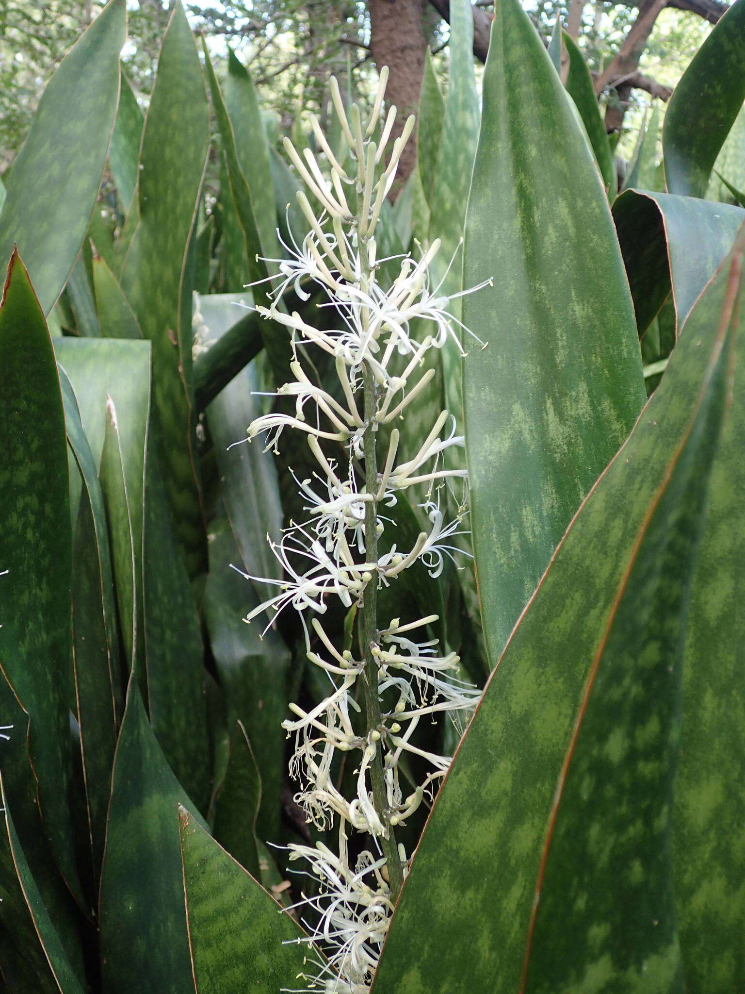 Image of sansevieria