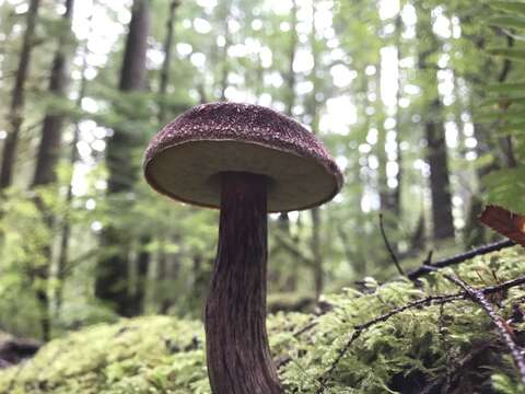 Image of Aureoboletus mirabilis (Murrill) Halling 2015