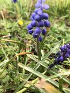 Image of common grape hyacinth