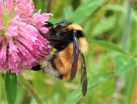 Image of Bombus robustus Smith 1854