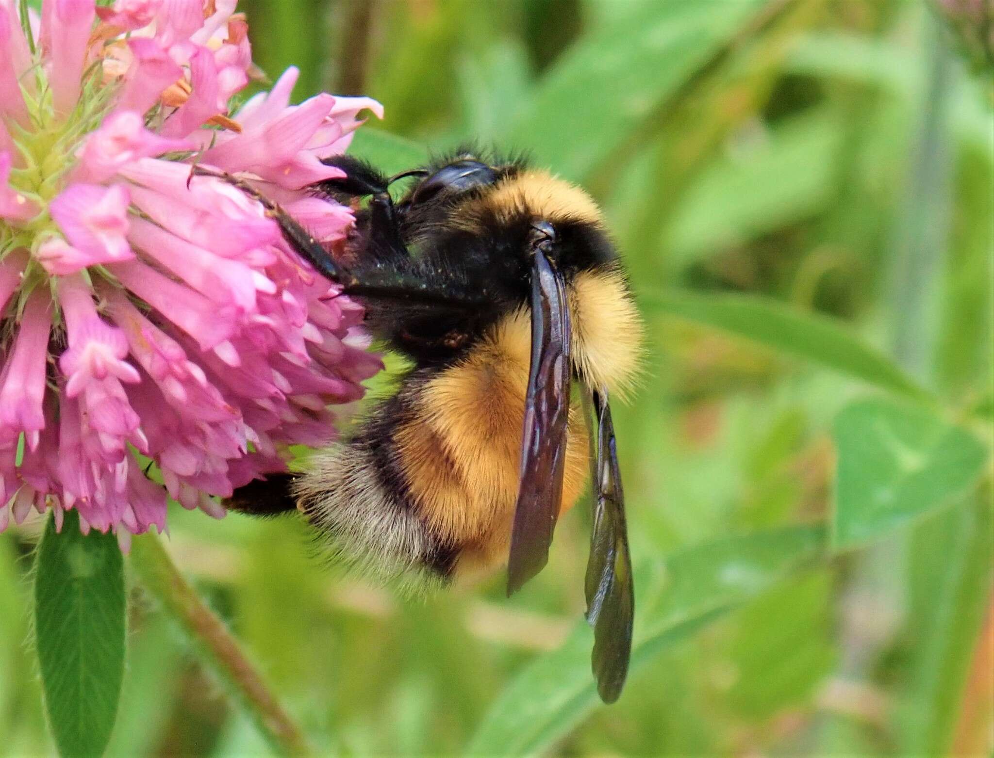 صورة Bombus robustus Smith 1854