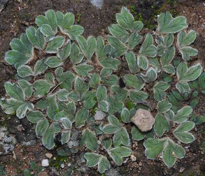 Image of Riccia lamellosa Raddi