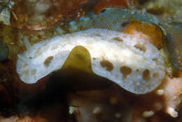 Image of Armored Phyllidiopsis